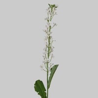 غصن لاركسبور ابيض