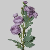 غصن بيوني موف