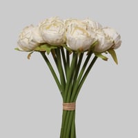 بنش بيبي بيوني ابيض