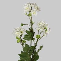 غصن الكريز سكري