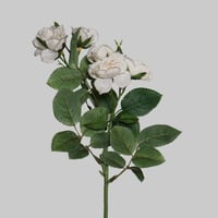 غصن روز ابيض