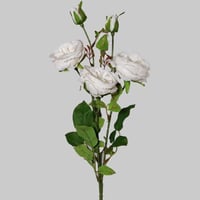 غصن بيوني ابيض