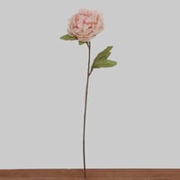 غصن بيوني كبير روز