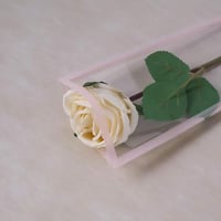 بلاستيك تغليف للورد المفرد وردي (50حبة)