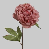 غصن بيوني كبير روز