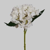 غصن هيدرنجا سكري