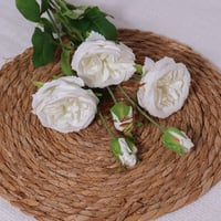 غصن بيوني ابيض