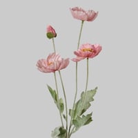 غصن ورد خشخاش وردي