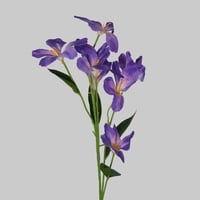 زهور الألستروميريا ليلكي