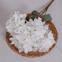 بنش هيدرنجا ابيض