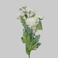 غصن بيوني سكري