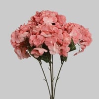 ورد هيدرنجا روز