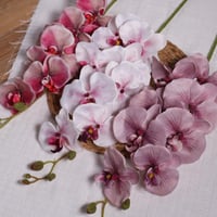 اوركيد ابيض مع وردي