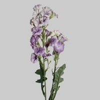 غصن جلاديواس موف