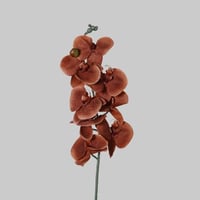 ورد اوركيد بني