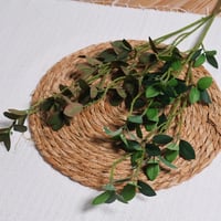 غصن باوراق شجر غامق