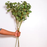 غصن ورق الشجر