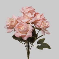 جوري مفتوح وردي فاتح