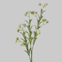 غصن اكسسوار سكري