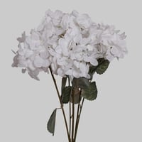 بنش هيدرنجا ابيض