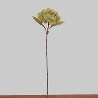 غصن هيدرنجا اخضر