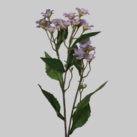 غصن بنتاس موف