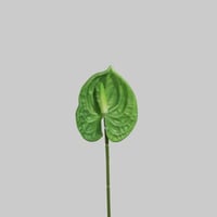 ورد الانثيريوم اخصر صغير