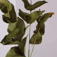 غصن خضار زيتي