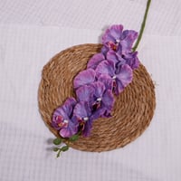 غصن اوركيد موف