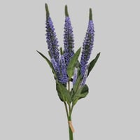 ورد اللافندر ازرق