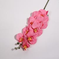 ورد اوركيد وردي