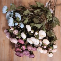 بنش بيوني موف