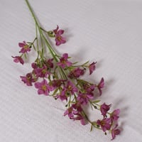 غصن زهور موف