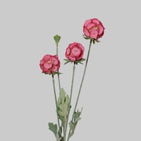 غصن زهور دائرية وردي