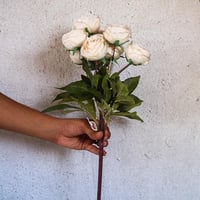 ورد بيوني ازرق