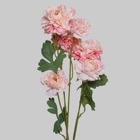 غصن الفاوانيا وردي فاتح