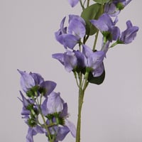 غصن الربيع موف