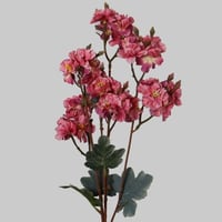 شيري بلوسم وردي غامق