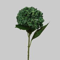 غصن هيدرنجا اخضر غامق