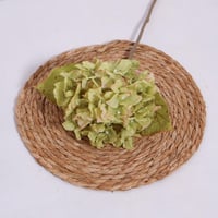 غصن هيدرنجا اخضر