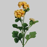 غصن الفاوانيا اصفر