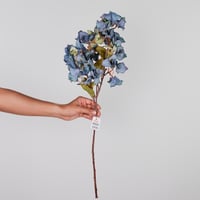 غصن ازاليا ليلك