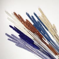 اغصان لافندر أبيض