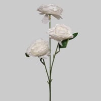 غصن روز ابيض