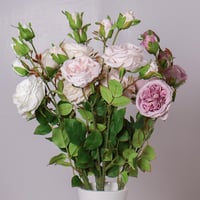 غصن بيوني وردي