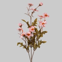 غصن زهور الاقحوان وردي