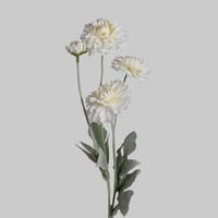 غصن قرنفل ابيض