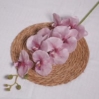 اوركيد موف فاتح