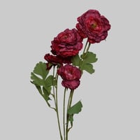 غصن الفاوانيا عودي