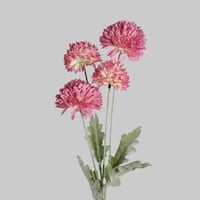 غصن الهندباء وردي